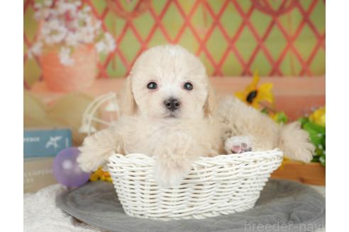 成約済の千葉県のミックス犬-380309の7枚目